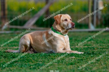 IMG_7194.jpg