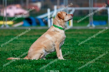 IMG_7270.jpg