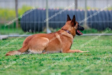 IMG_7786.jpg