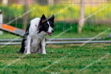IMG_8017.jpg
