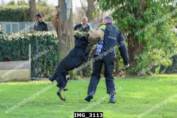 IMG_3113.jpg