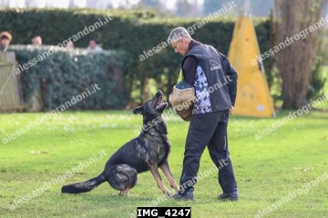 IMG_4247.jpg