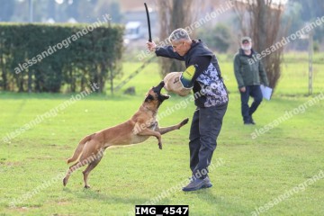 IMG_4547.jpg