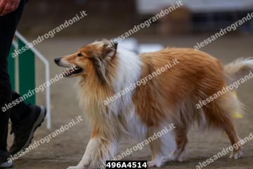 496A4514.jpg