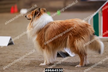 496A4530.jpg