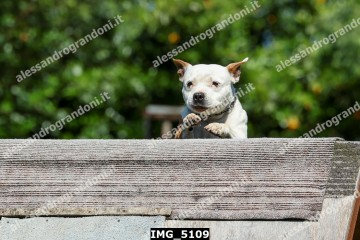 IMG_5109.jpg