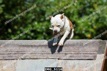 IMG_5116.jpg