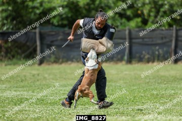 IMG_8827.jpg