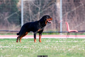 ENCI_04_2264.jpg