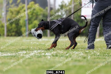 IMG_6741.jpg