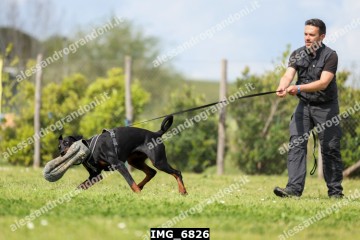 IMG_6826.jpg