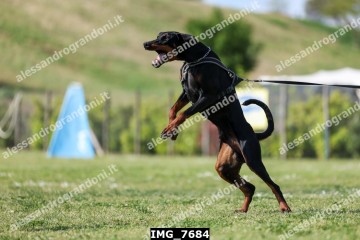 IMG_7684.jpg