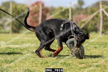 IMG_7816.jpg