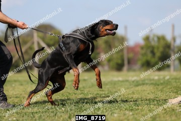 IMG_8719.jpg