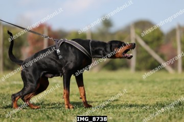 IMG_8738.jpg