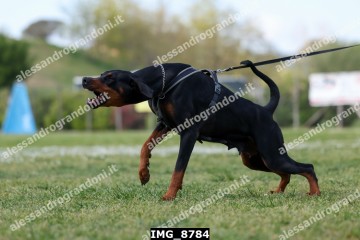 IMG_8784.jpg
