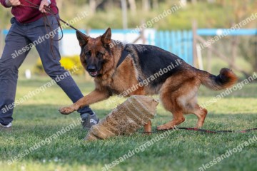 IMG_2397.jpg