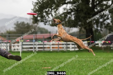 IMG_9466.jpg