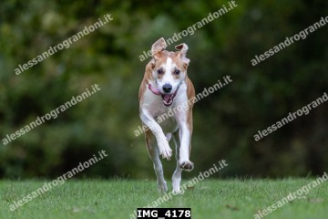 IMG_4178.jpg