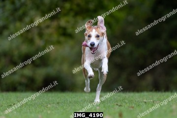 IMG_4190.jpg