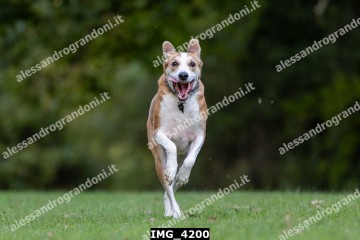 IMG_4200.jpg