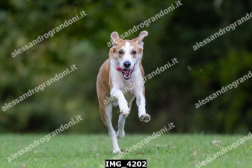 IMG_4202.jpg