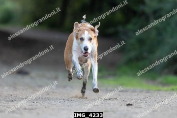 IMG_4233.jpg