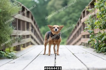 496A4431.jpg