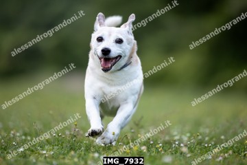 IMG_7932.jpg