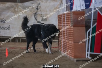 496A0165.jpg