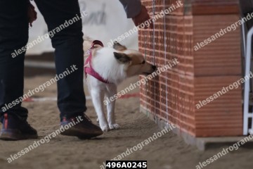 496A0245.jpg