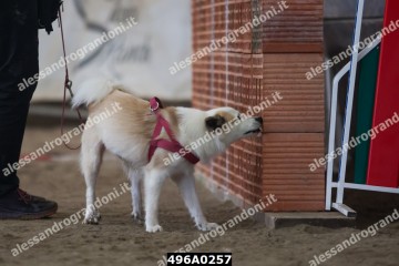 496A0257.jpg
