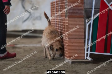 496A0506.jpg