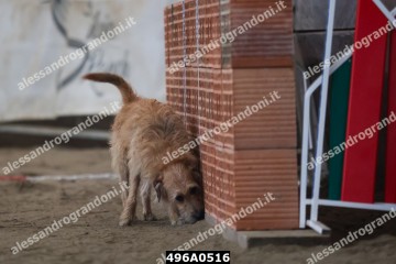 496A0516.jpg