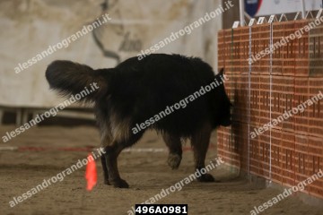 496A0981.jpg