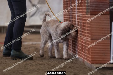 496A9065.jpg