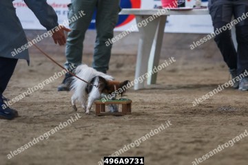 496A9731.jpg