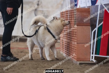 496A9817.jpg
