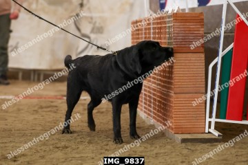 IMG_9837.jpg