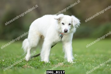 IMG_8117.jpg
