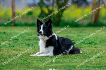 IMG_2341.jpg