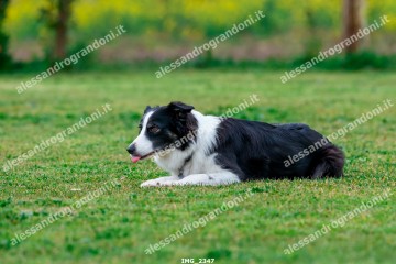 IMG_2347.jpg