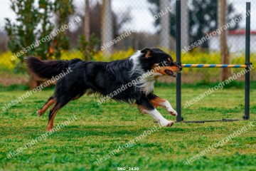 IMG_2430.jpg
