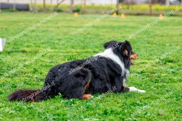 IMG_2990.jpg