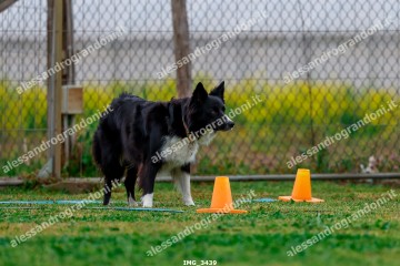 IMG_3439.jpg