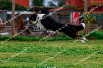 IMG_3594.jpg
