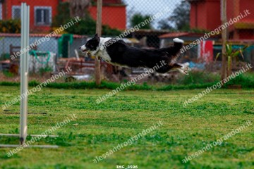IMG_3596.jpg