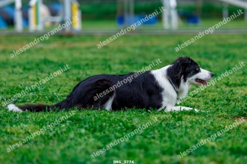 IMG_3774.jpg