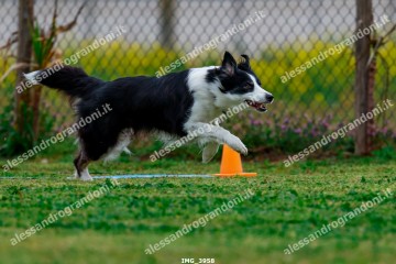 IMG_3958.jpg