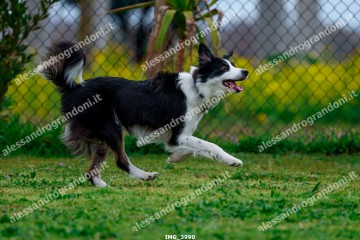 IMG_3990.jpg